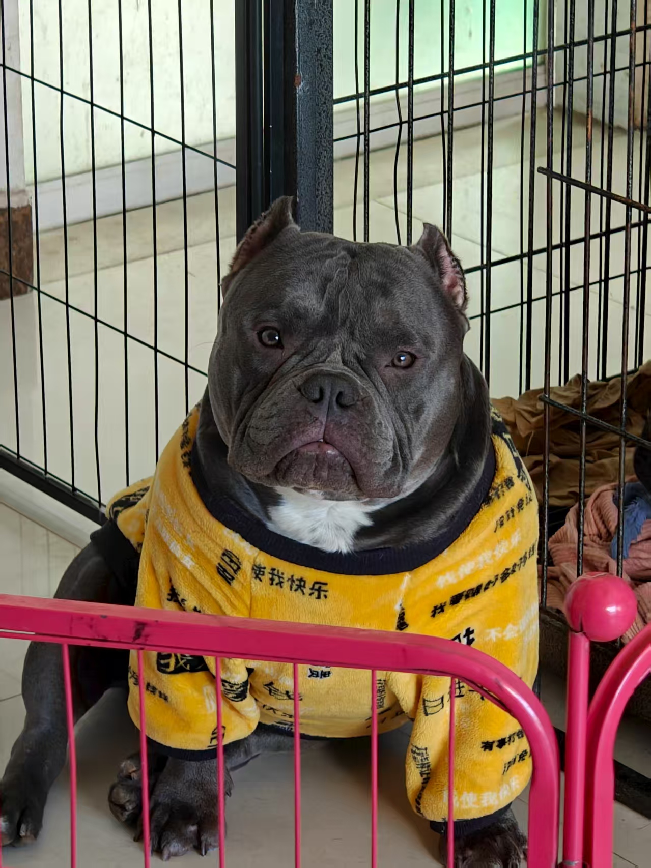 恶霸犬 六个月 疫苗齐全 驱虫已做 性格好